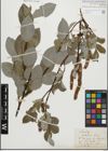 Foto von Salix glabra Scop.